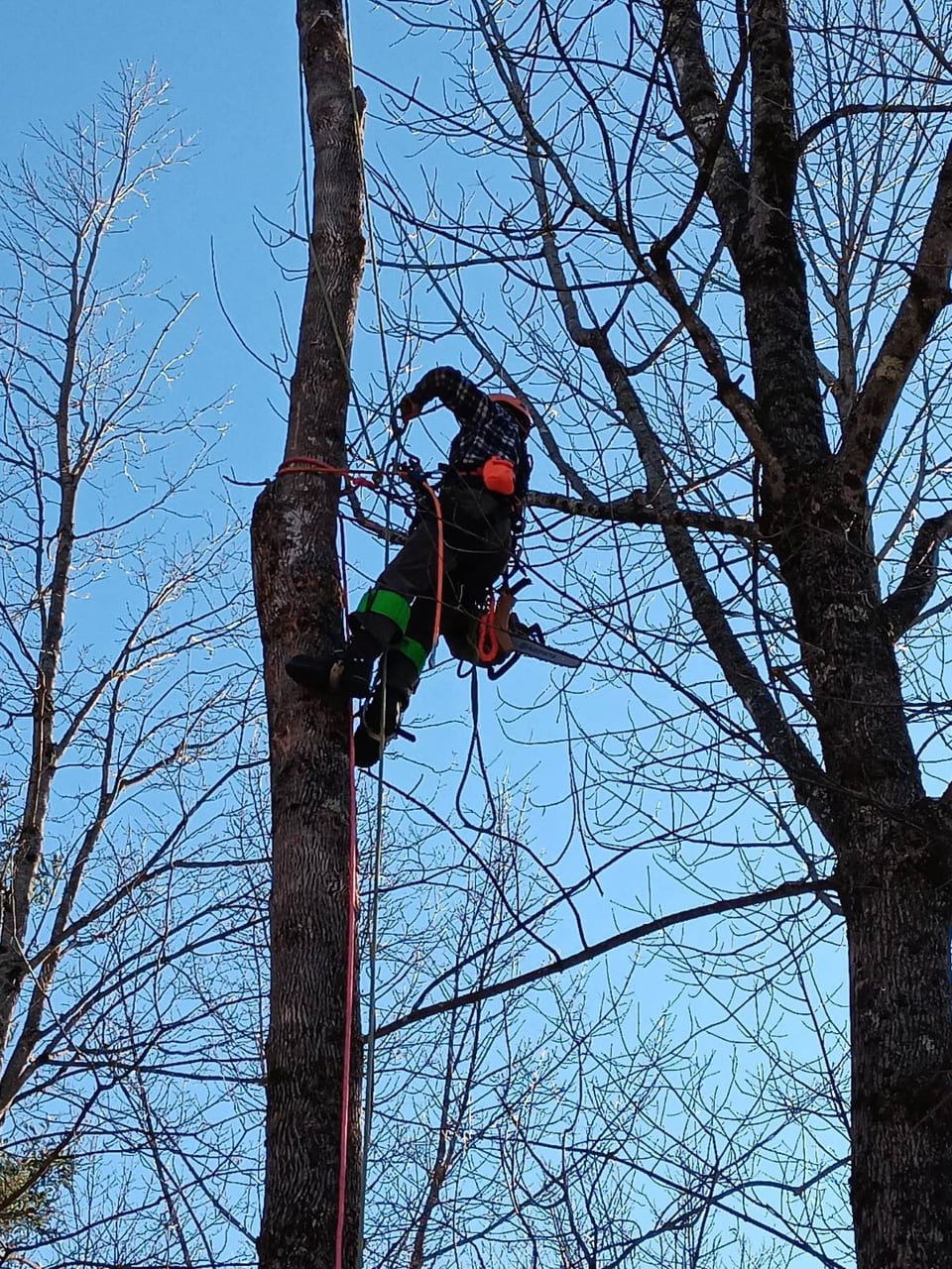 Climber roped in high with a chainsaw for tree work