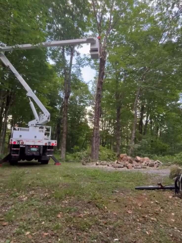 Bucket truck tree removal with cut logs staged below
