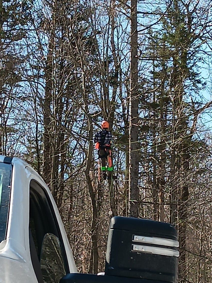 Climber working high in the trees above the truck